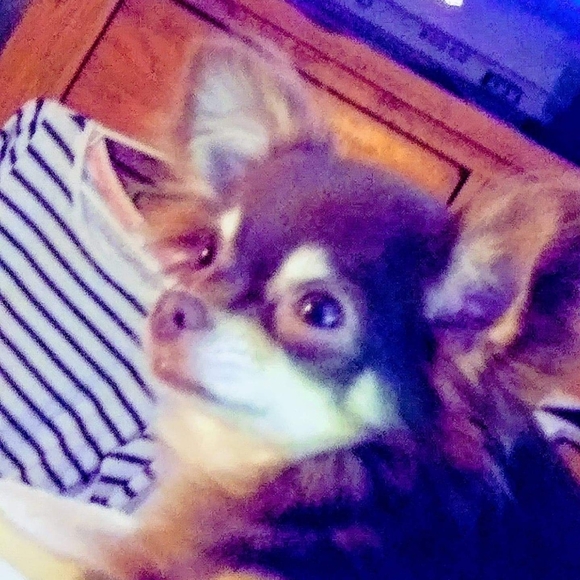 Meet your Posher, Cherie - Picture 5 of 5